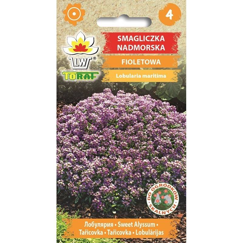 Toraf 0,2g Smagliczka Nadmorska Fioletowa Nasiona kwiatów roślina jednoroczna ogródki skalne