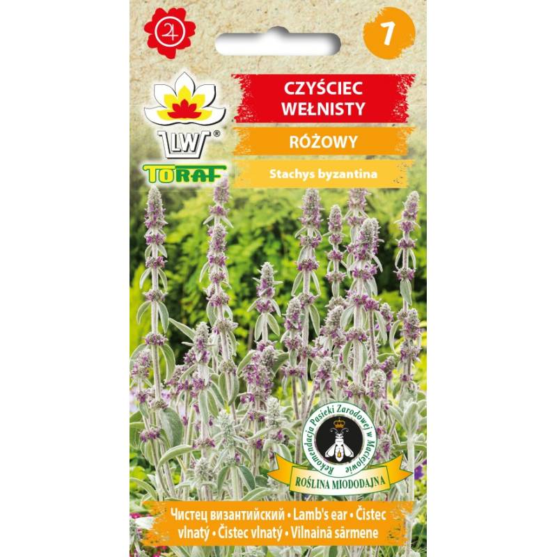 Toraf 0,2g Czyściec wełnisty Nasiona bylina miododajna rabatki skalniaki