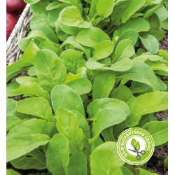 Toraf 1g Rukola siewna Nasiona ziół Roślina jednoroczna Sałatki Zdrowy dodatek Orzechowy smak