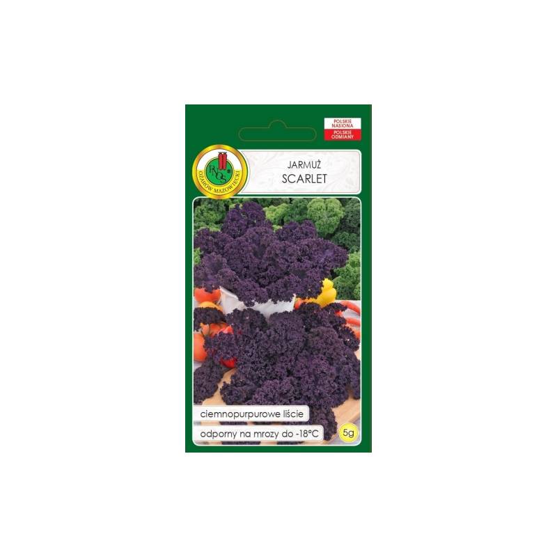 PNOS 5g Jarmuż Scarlet Ciemnopurpurowe Liście Odporny na Mróz Nasiona