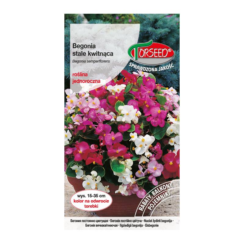 Torseed 0,01g Begonia Stale Kwitnąca Roślina Jednoroczna Drobne Kwiaty do Doniczek na Balkon Taras Rabaty