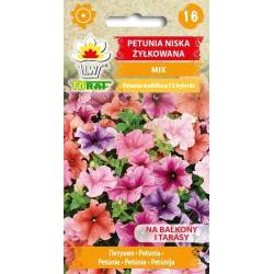 Toraf 0,1g Petunia Niska Żyłkowana Mix Nasiona na Balkony Tarasy Misy Donice Niska Kwitnie Długo Obficie