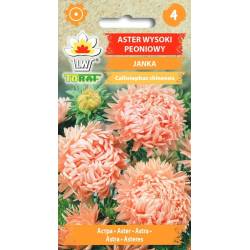 Toraf 1g Aster Wysoki Peoniowy Janka Nasiona Roślina Jednoroczna Długo Obficie Kwitnie na Kwiat Cięty Rabaty Kwietniki