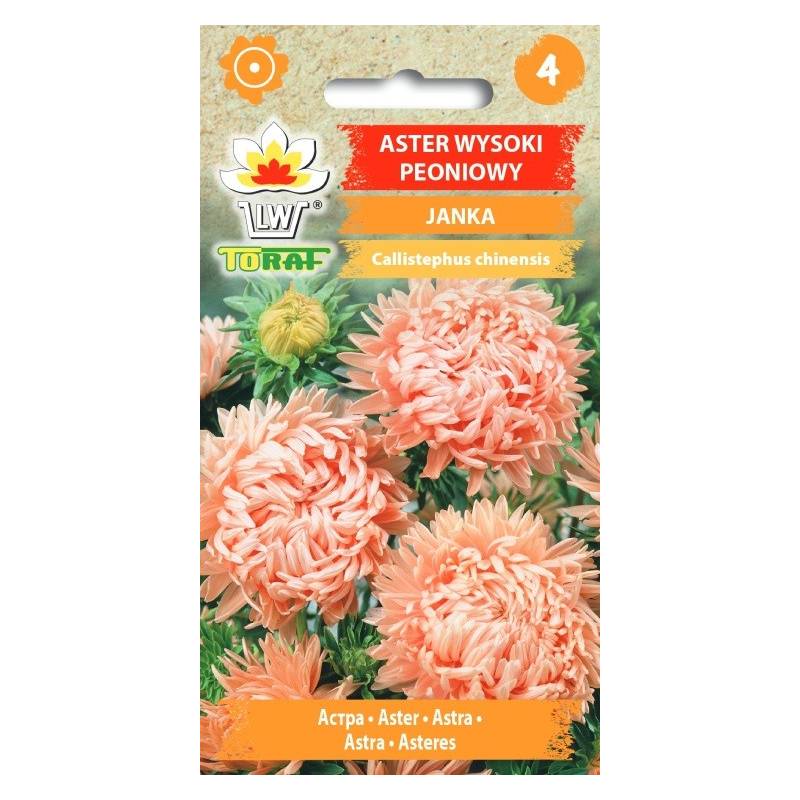 Toraf 1g Aster Wysoki Peoniowy Janka Nasiona Roślina Jednoroczna Długo Obficie Kwitnie na Kwiat Cięty Rabaty Kwietniki