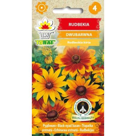Toraf 1g Rudbekia Dwubarwna Nasiona kwiatów roślina jednoroczna łatwa w uprawie długo kwitnie