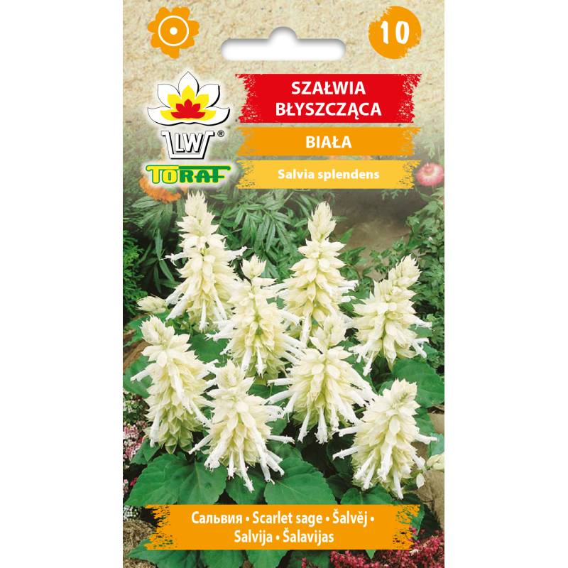 Toraf 10szt. Szałwia Biała Błyszcząca Nasiona kwiatów kwietniki balkony rabaty