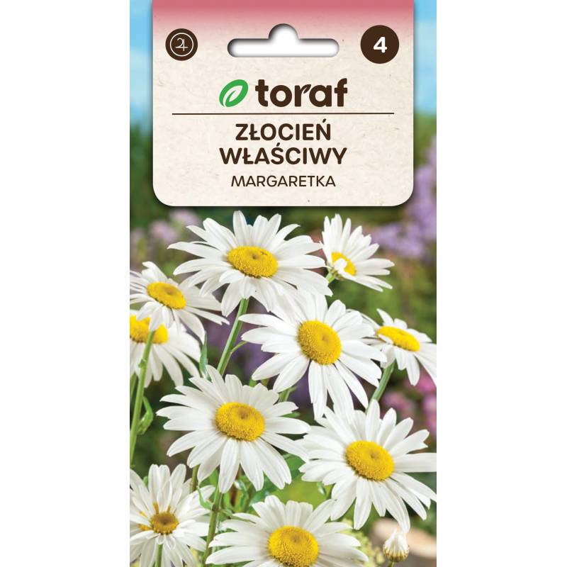Toraf 1g Złocień Właściwy Margaretka Nasiona kwiatów wieloletnich Bylina Duże białe kwiaty