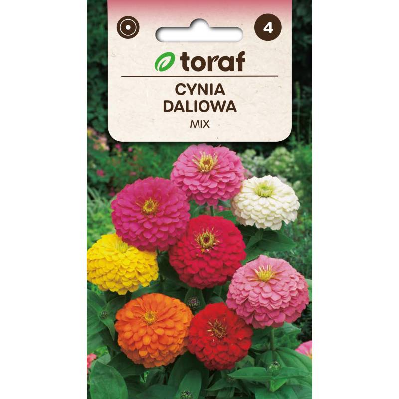 Toraf 1g Cynia Daliowa Mix Nasiona kwiatów jednorocznych Mieszanka kolorów Pełne kwiaty