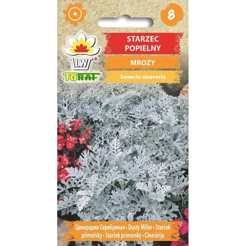 Toraf 0,2g Starzec Mrozy Ząbkowane Nasiona kwiatów roślina jednoroczna skalniaki rabatki