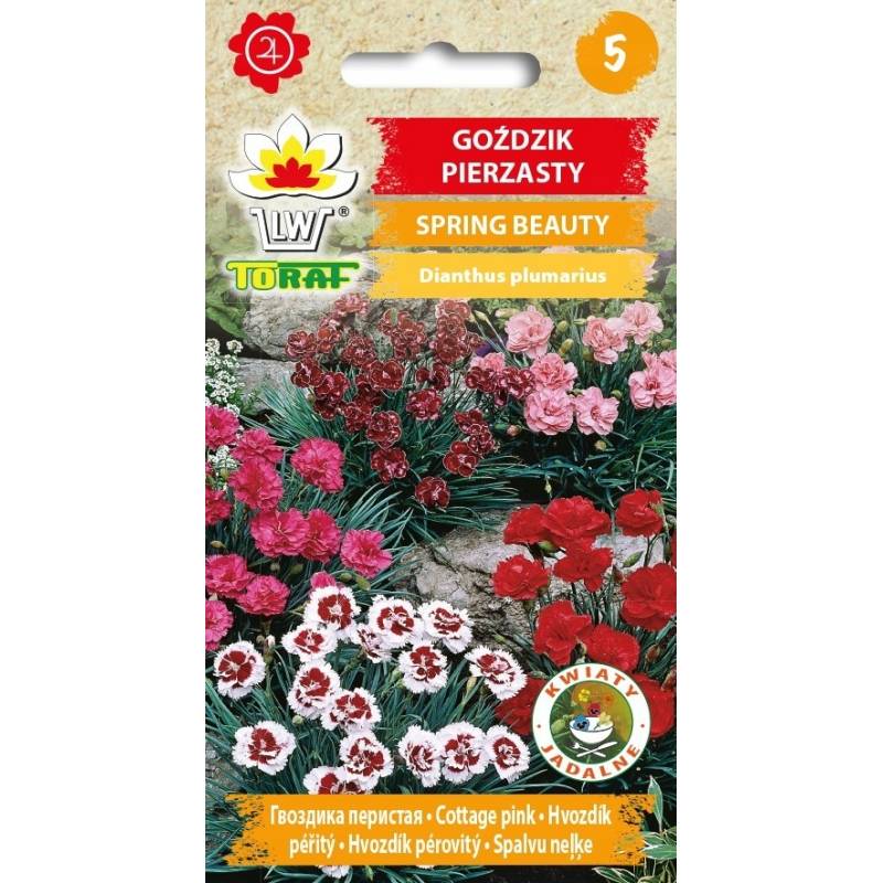 Toraf 0,5g Goździk pierzasty Spring Beauty Nasiona kwiatów Bylina wieloletnia Mieszanka kolorów