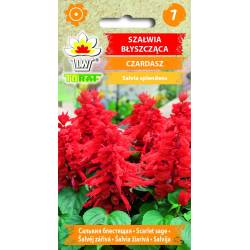 Toraf 0,3g Szałwia Czerwona Czardasz Błyszcząca Nasiona kwiatów roślina jednoroczna rabatki kwietniki