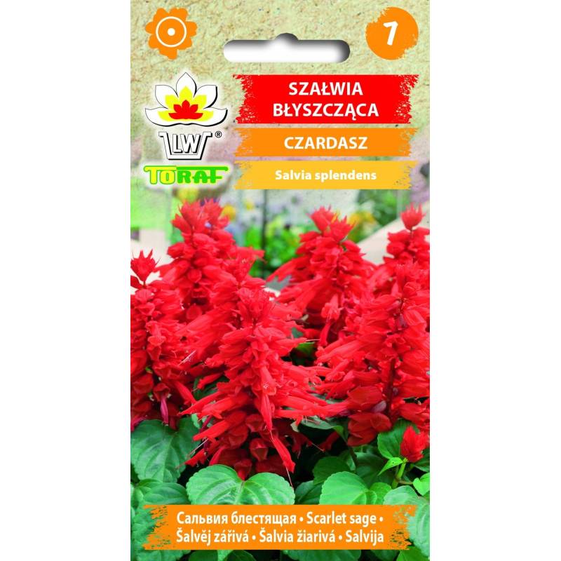Toraf 0,3g Szałwia Czerwona Czardasz Błyszcząca Nasiona kwiatów roślina jednoroczna rabatki kwietniki