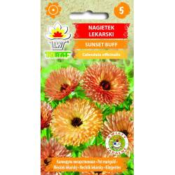 Toraf 1g Nagietek Sunset Buff Nasiona kwiatów rabatki obwódki lecznicze działanie