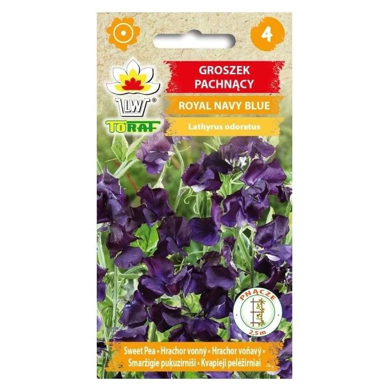 Toraf 1g Groszek Pachnący Royal Navy Blue Nasiona kwiatów kwiat cięty bukiety ogródek