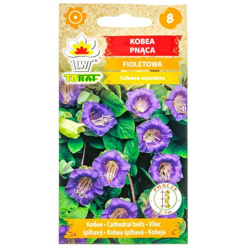 Toraf 6szt. Kobea pnąca fioletowa Nasiona kwiatów roślina pnąca pergole kwietne altany