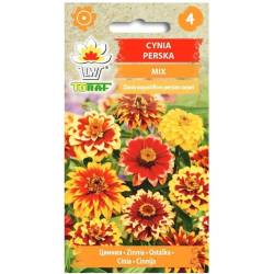Toraf 0,5g Cynia Perska mix kolorów Nasiona niska łatwa w uprawie duże kwiaty