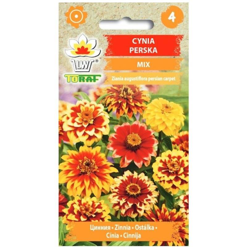 Toraf 0,5g Cynia Perska mix kolorów Nasiona niska łatwa w uprawie duże kwiaty
