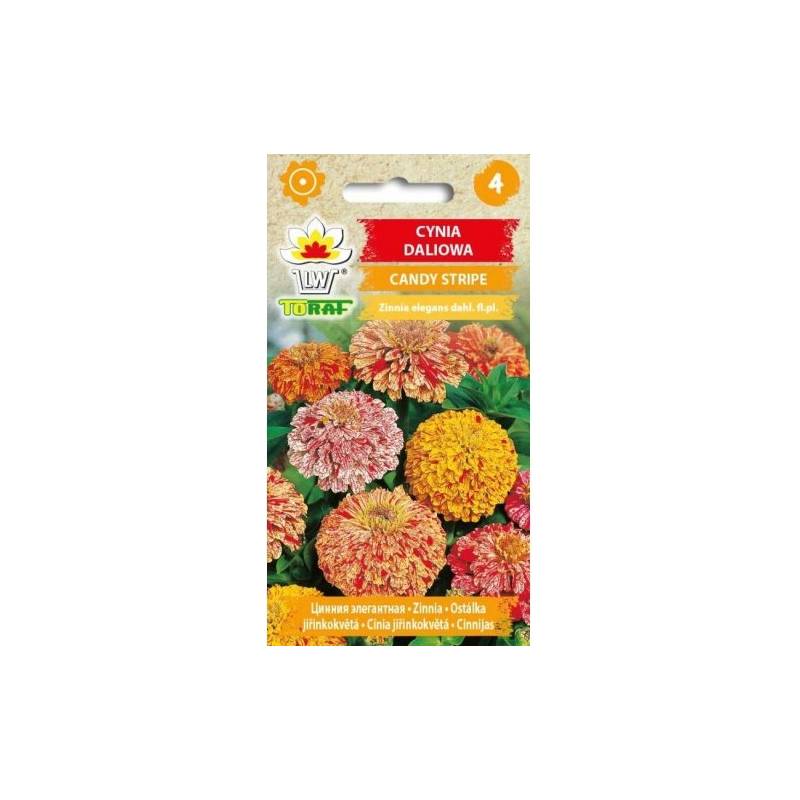 Toraf 1g Cynia daliowa Candy Stripe mix kolorów Nasiona kwiatów jednorocznych