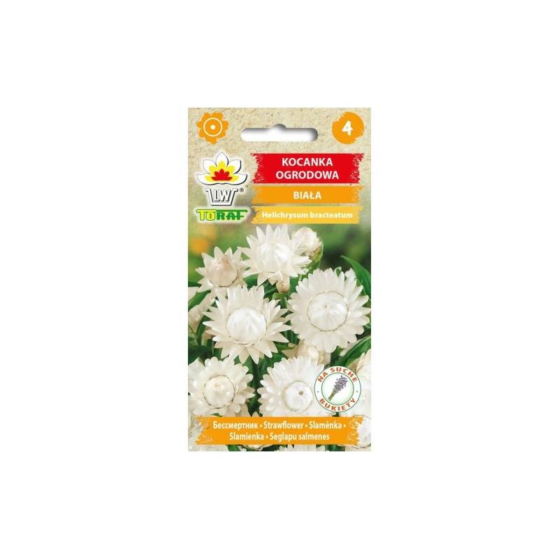 Toraf 0,5g Kocanka Ogrodowa Biała Nasiona kwiatów Roślina rabatowa Na kwiat cięty