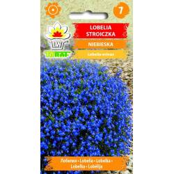 Toraf 0,1g Lobelia Stroiczka Niebieska Nasiona kwiatów roślina na obwódki kwietniki