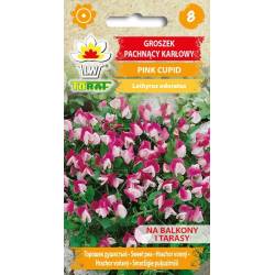 Toraf 1g Groszek Pachnący Karłowy Pink Cupid Nasiona kwiatów