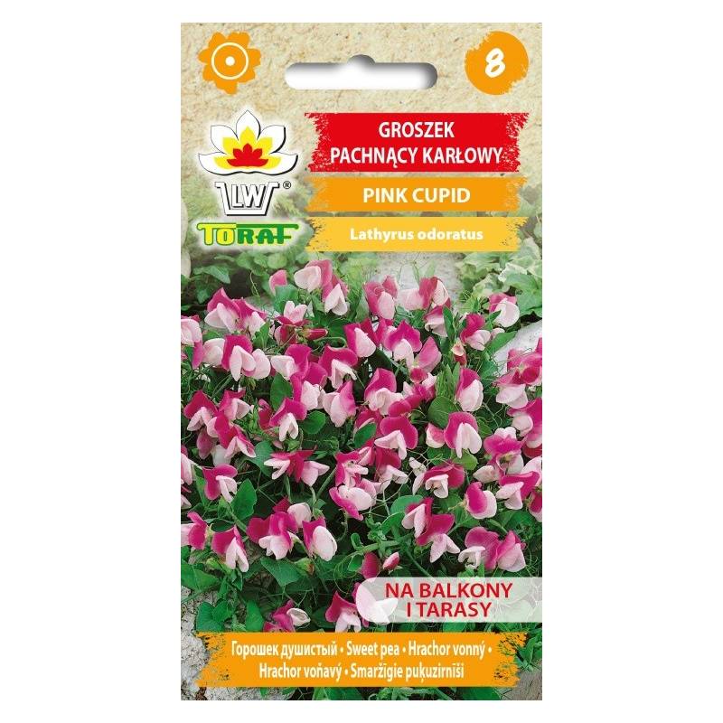 Toraf 1g Groszek Pachnący Karłowy Pink Cupid Nasiona kwiatów