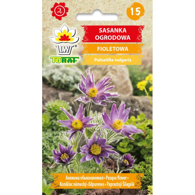Toraf 0,2g Sasanka Ogrodowa Fioletowa Nasiona kwiatów Odmiana wieloletnia Rabaty bylinowe Ogródki skalne