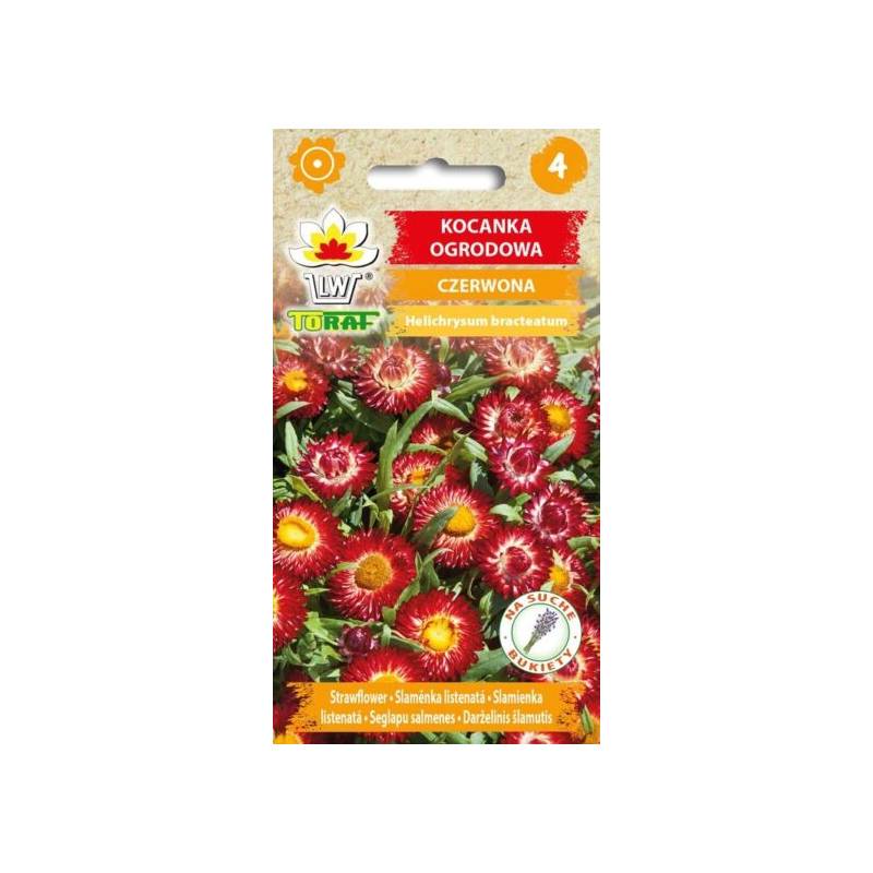 Toraf 0,5g Kocanka Ogrodowa czerwona Nasiona kwiatów roślina rabatowa na suche bukiety
