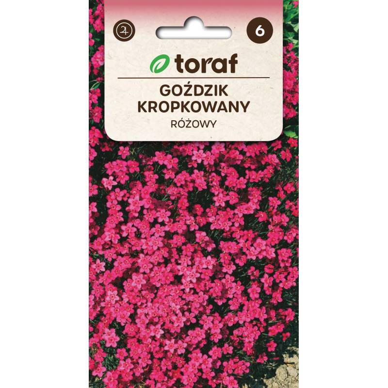 Toraf 0,3g Goździk Kropkowany Nasiona kwiatów wieloletnich Bylina Obficie kwitnąca Różowe kwiaty