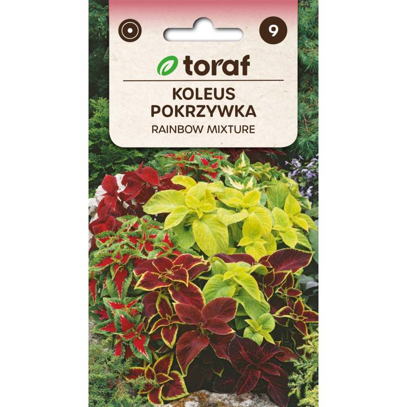 Toraf 0,2g Koleus Pokrzywka Rainbow Mixture Nasiona kwiatów Roślina jednoroczna Mieszanka kolorów