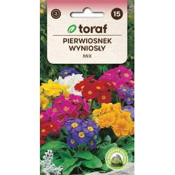 Toraf 0,1g Pierwiosnek Wyniosły Prymulka Nasiona kwiatów wieloletnich mieszanka kolorów rabatki balkony