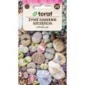 Toraf 20 szt. Żywe kamienie szczęścia Mix Nasiona sukulentów Exotic hobby Łatwa uprawa