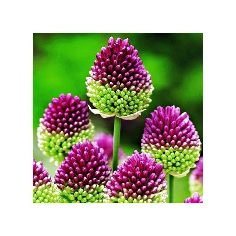 Benex Cebulki Czosnek Główkowaty Allium Zielono Różowy