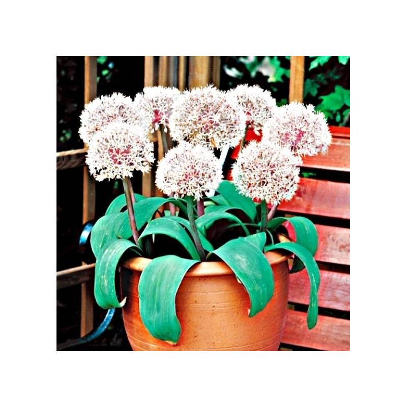 Benex Cebulki Czosnek Ivory Queen Allium Biały