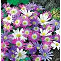 Benex Cebulki Zawilec Grecki Anemon Blanda Mix Kolorów