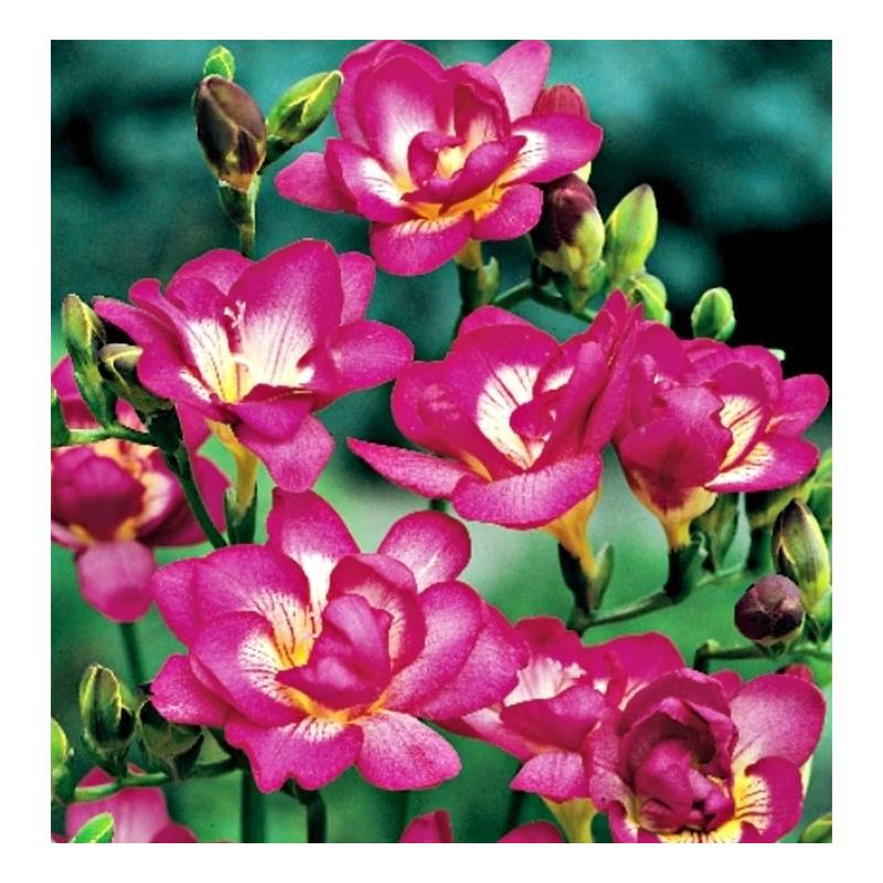 Benex Cebulki Frezja Pełna Różowa