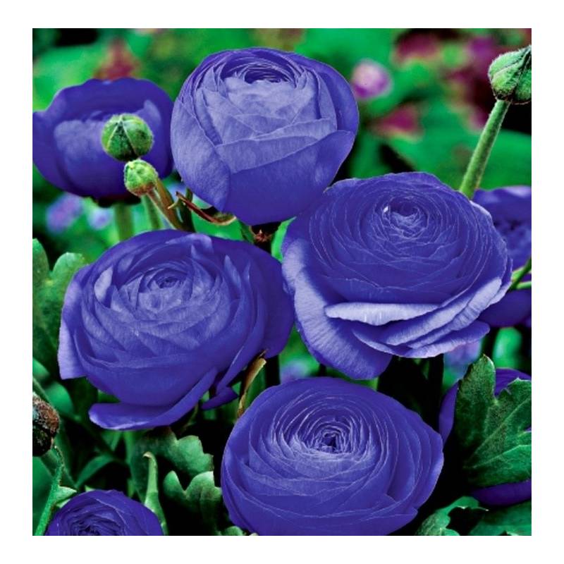 Benex Cebulki Jaskier Niebieski Ranunculus Blue