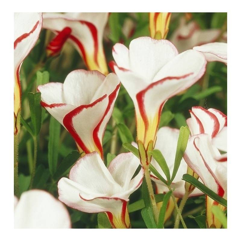 Benex Cebulki Szczawik Versicolor Oxalis Czerwono Biały