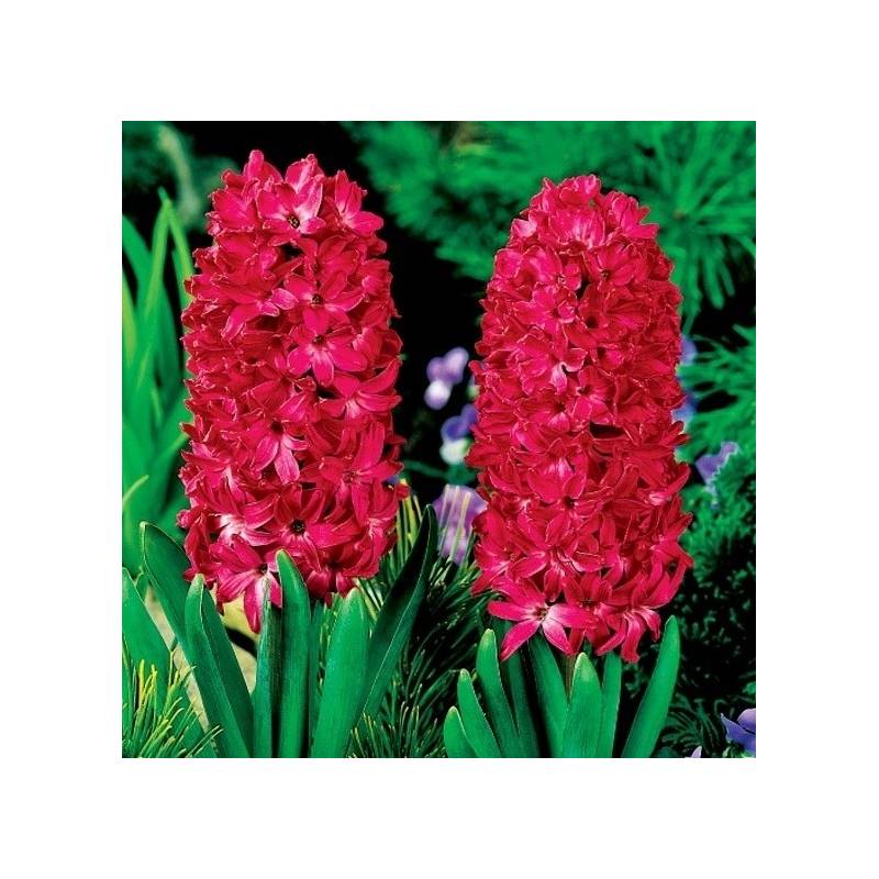 Benex Cebulki Hiacynt Czerwony Pachnący