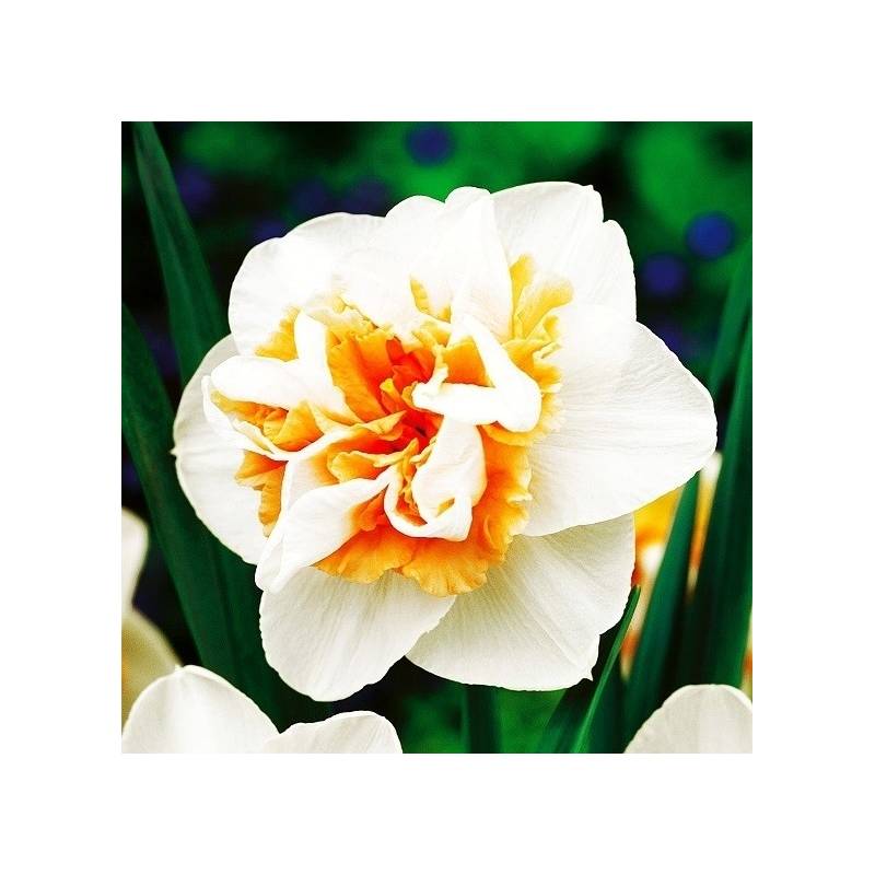 Benex Cebulki Narcyz Delnashaugh Biało Pomarańczowy