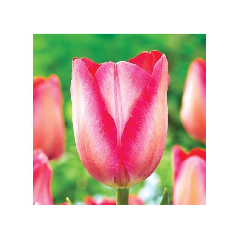 Benex Cebulki Tulipan Triumph Pink Sound Biało Różowy