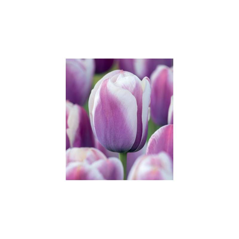 Benex Cebulki Tulipan Purple White Fioletowo Biały