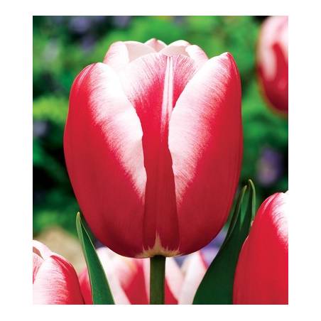 Benex Cebulki Tulipan Red White Czerwono Biały