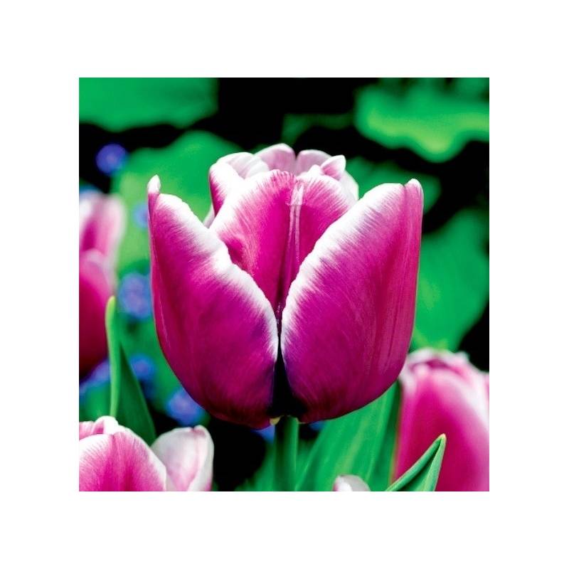 Benex Cebulki Tulipan Arabian Mystery Fioletowo Biały