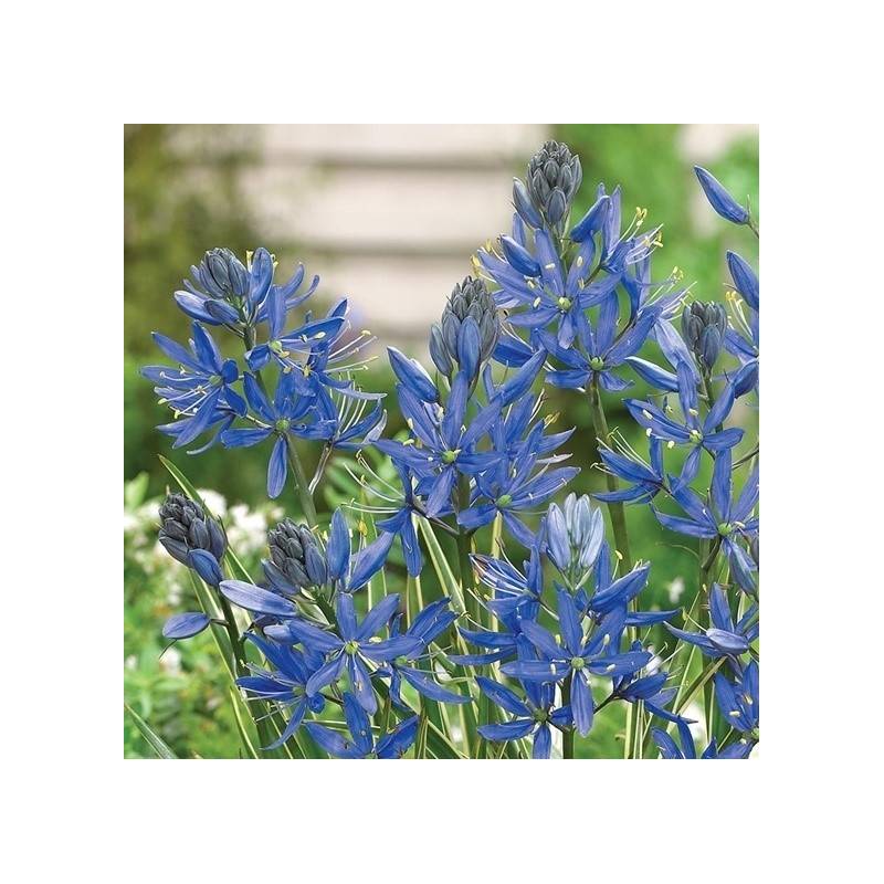 Benex Cebulki Camassia Kamasja Orion Niebieska