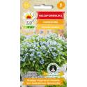 Toraf 0,3g Niezapominajka Niebieska Nasiona kwiatów dwuletnich Drobne kwiatostany Uprawa doniczkowa Rabaty Wiszące kosze