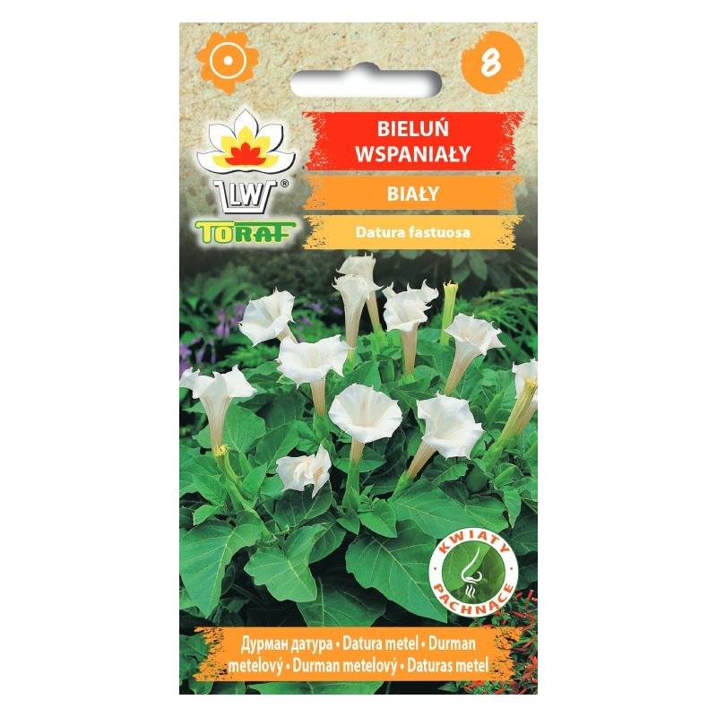 Toraf 0,3g Bieluń Wspaniały Biały Nasiona Datura Trąba anielska pachnące kwiaty