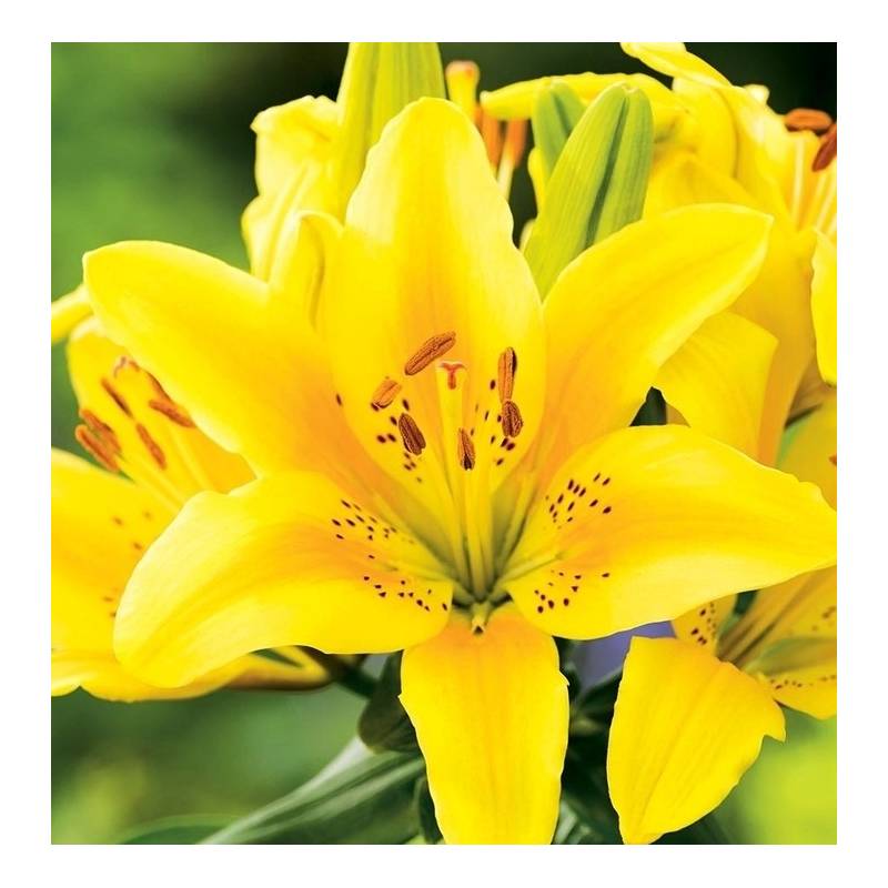 Benex Cebulki Lilia Azjatycka Menorca Żółta