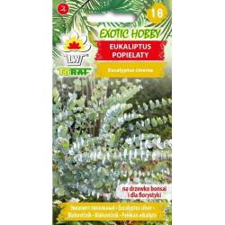 Toraf 20szt Eukaliptus Popielaty Nasiona Krzew zimozielony Działanie lecznicze Olejki eteryczne