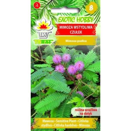 Toraf 0,2g Mimoza Wstydliwa Czułek Nasiona kwiatów doniczkowych wrażliwa na dotyk